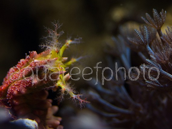Pentacta anceps 02