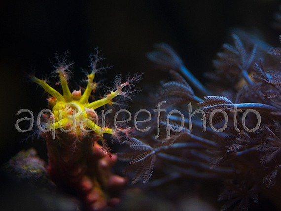 Pentacta anceps 01
