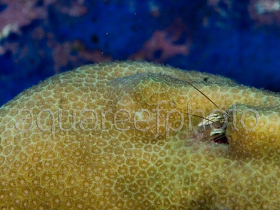 Porites et Paguritta