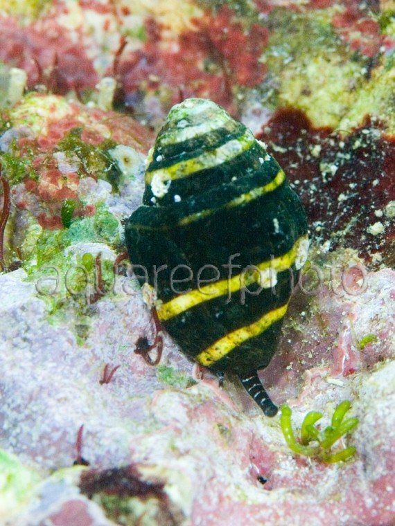 Pusiostoma 02