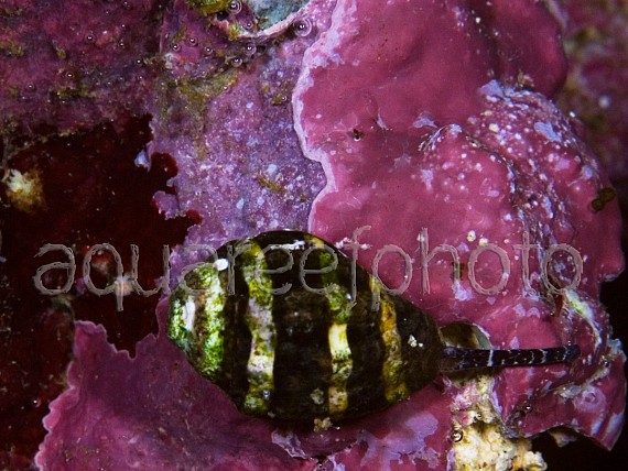 Pusiostoma 01