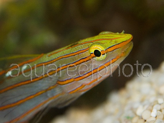 Amblygobius raifordi 02