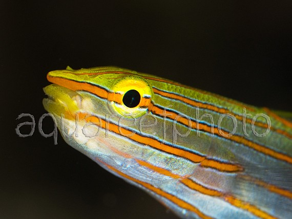 Amblygobius rainfordi 01