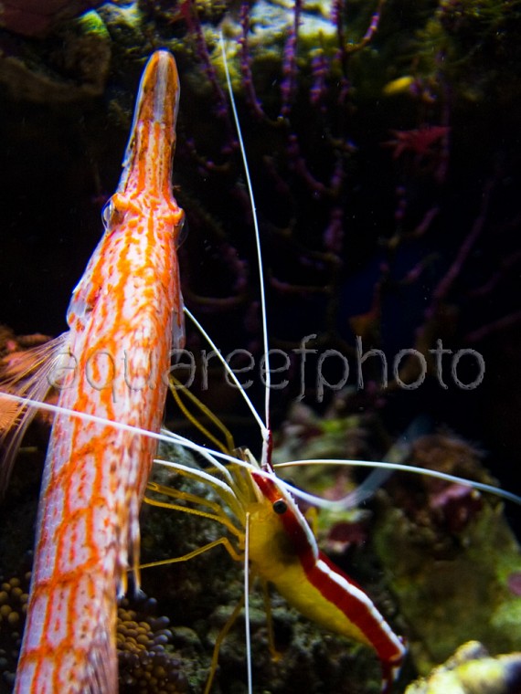 Cleaning Shrimp