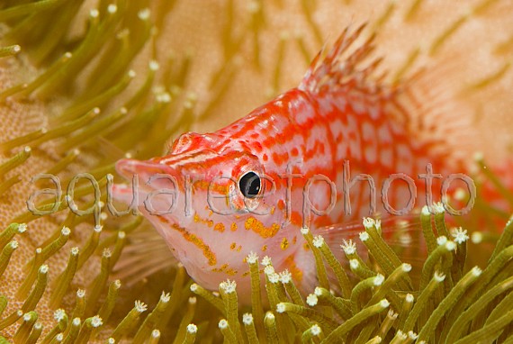 Oxycirrhites typus 02
