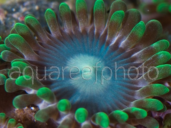 Zoanthus 01