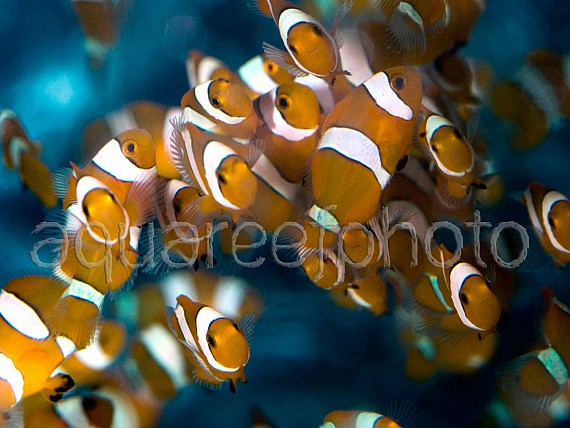 Amphiprion ocellaris batch 01