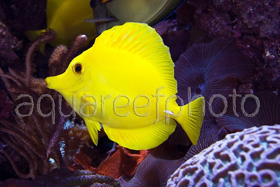 Zebrasoma flavescens 03