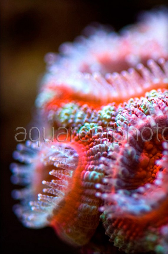 Acanthastrea lordhowensis 09