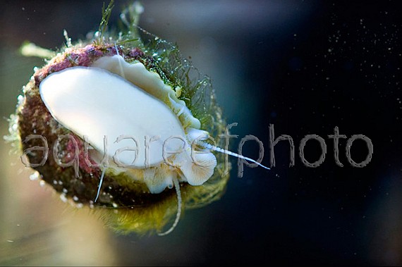 Astralium sp 01