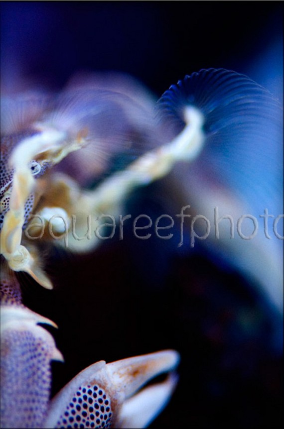 Neopetrolisthes maculatus 07