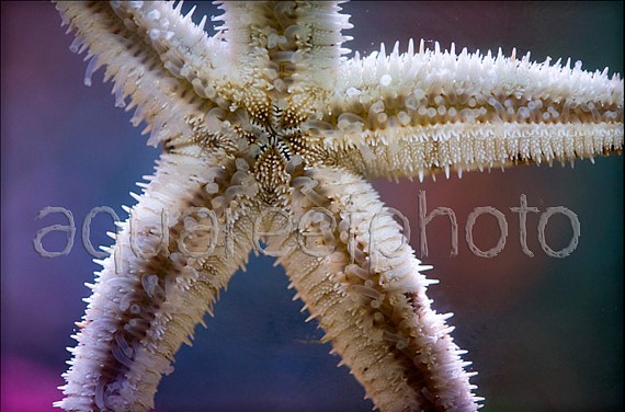 Archaster typicus 03