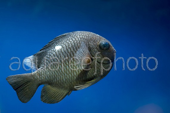 Dascyllus trimaculatus 01