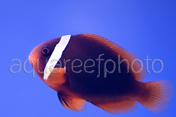 Amphiprion frenatus 01