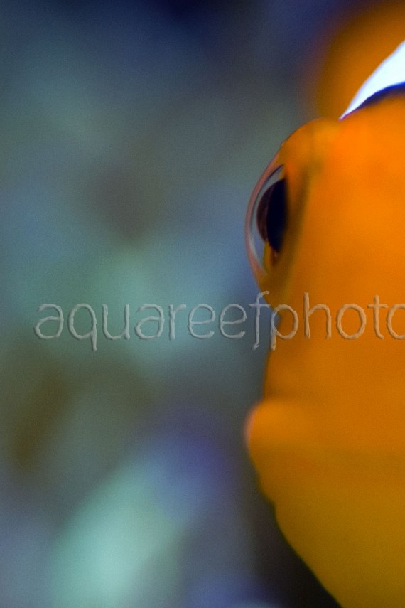 Amphiprion ocellaris 07