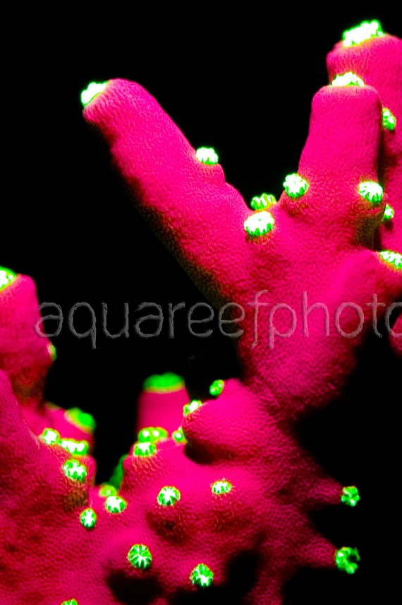 Acropora tricolor Fluolight