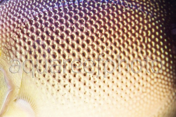 Apolemichthys xanthurus 02