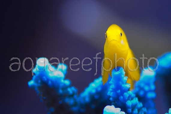 Gobiodon okinawae 02