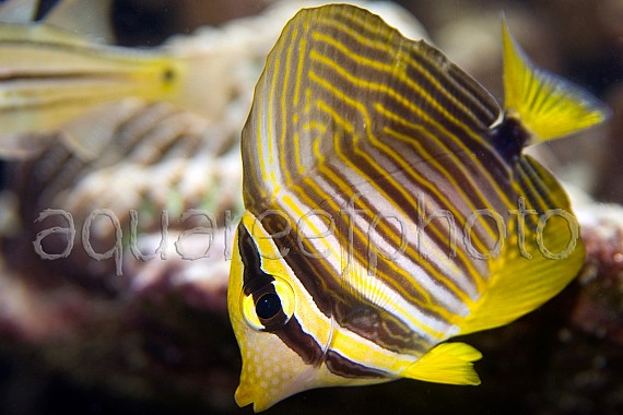Zebrasoma desjardinii 05