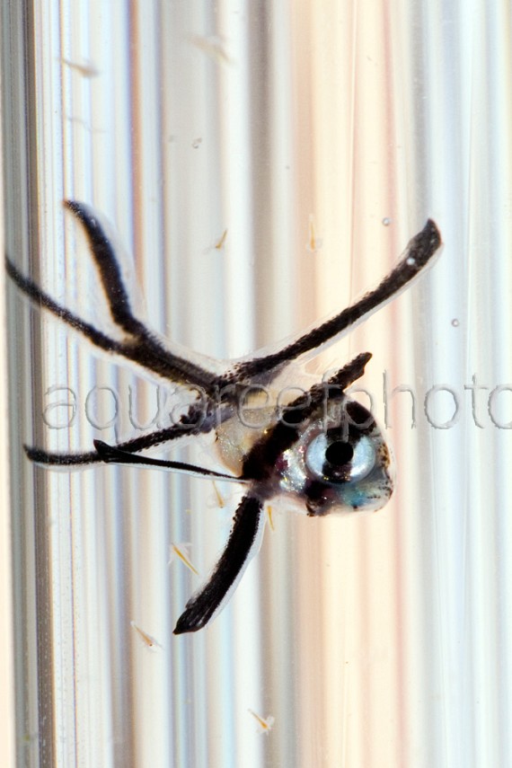 Pterapogon kauderni 04