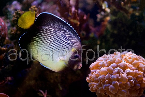 Apolemichthys xanthurus 03