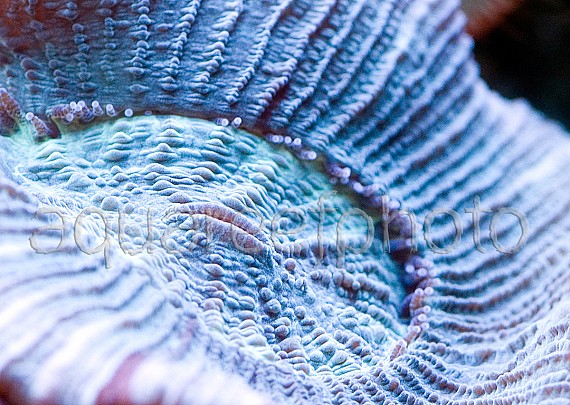 Trachyphyllia geoffroyi 06