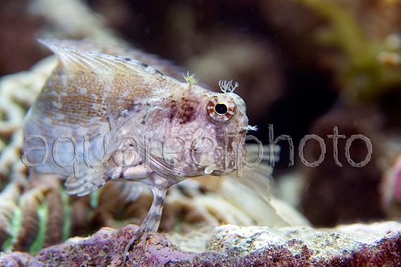Salarias fasciatus 01