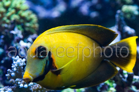 Acanthurus pyroferus 01