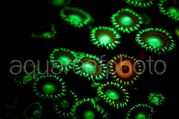 Zoanthus 17