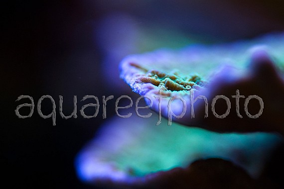 Montipora foliosa 03