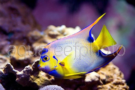 Holacanthus ciliaris 01