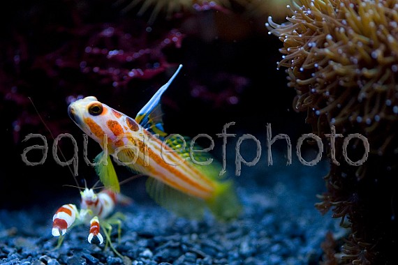 Stonogobiops yasha 03