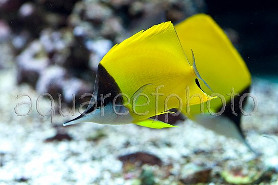 Forcipiger flavissimus 01