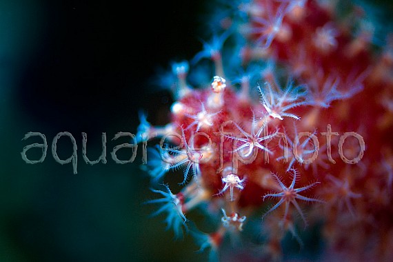 Alcyonium glomeratum 01