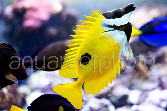 Siganus unimaculatus 01