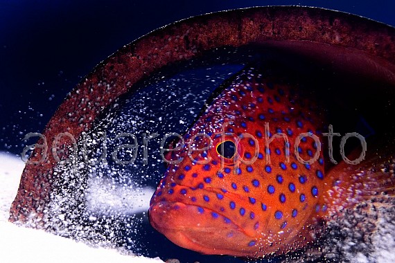 Cephalopholis miniata 01