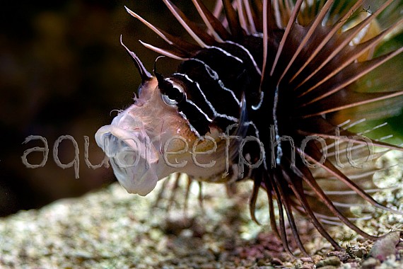 Pterois radiata 01