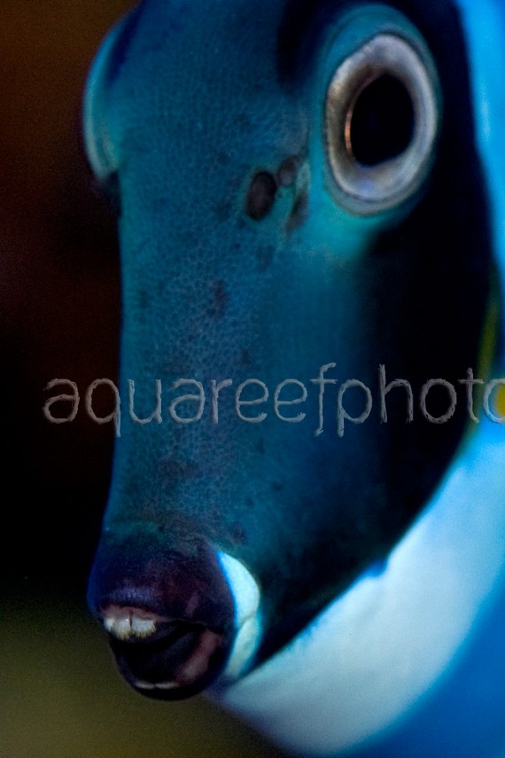 Acanthurus leucosternon 04