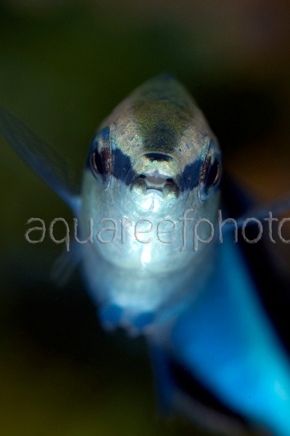 Labroides dimidiatus 05