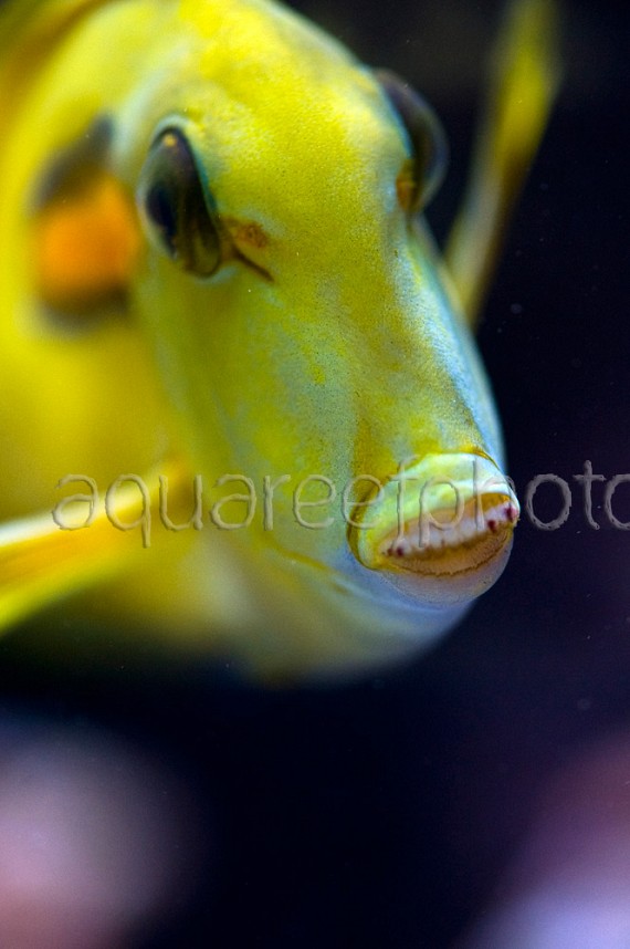 Acanthurus olivaceus 01