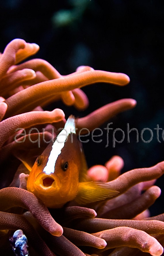 Amphiprion sandaracinos 01
