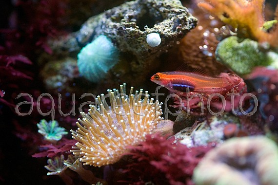 Eviota pellucida 03