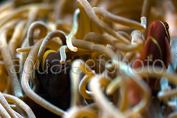 Premnas biaculeatus 02