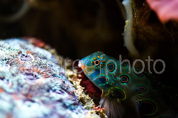 Synchiropus picturatus 01