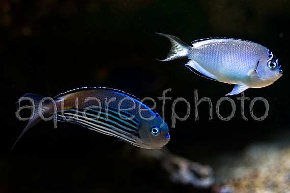 Genicanthus watanabei 01