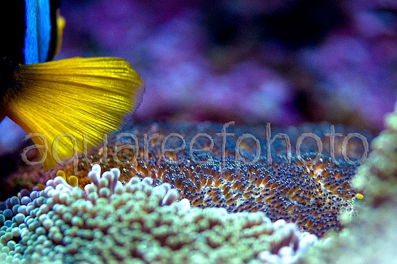 Amphiprion eggs 01