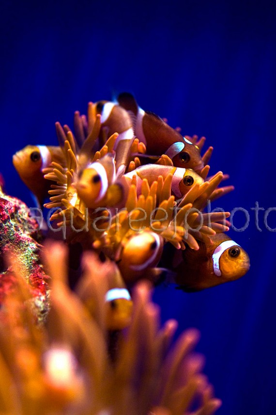 Amphiprion ocellaris batch 02