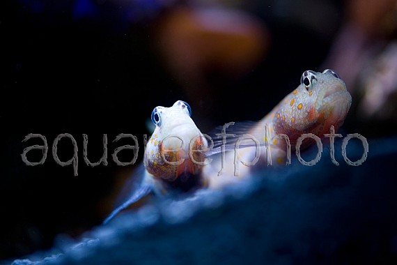 Amblyeleoris guttata 15