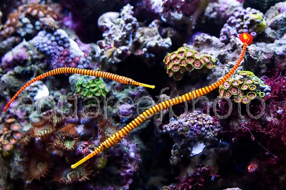 Doryrhamphus pessuliferus 01