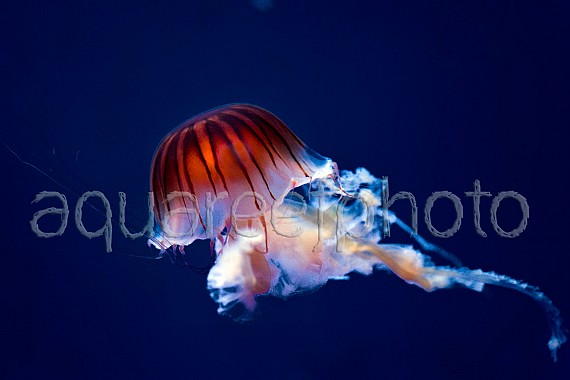 Chrysaora jellyfish 01